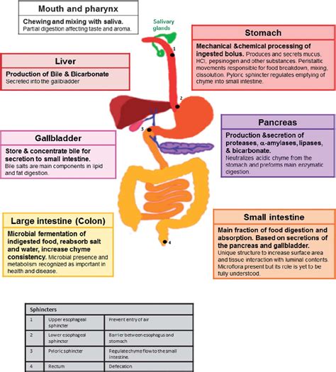 Upper Gi Tract Anatomy Overview Gross Anatomy