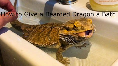 How To Give A Bearded Dragon A Bath My Bearded Dragon Bearded