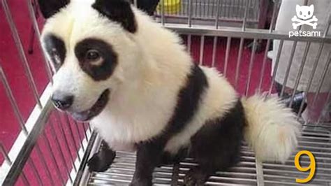 10 Dogs That Look Like Pandas Youtube