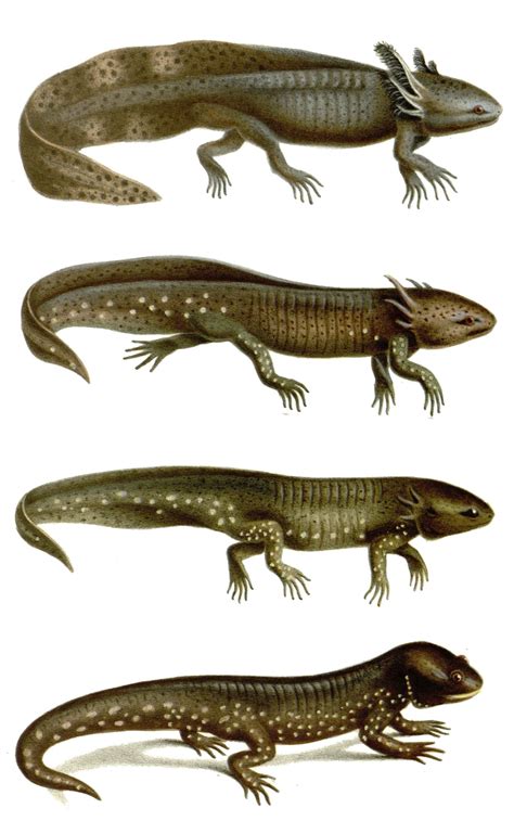 Fuchs Illustration Illustration Botanique Axolotl Reptiles And