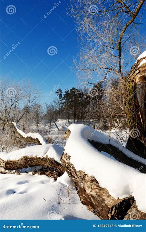 Frosty Winter Morning Stock Photo Image Of Freedom Reflection 12249748