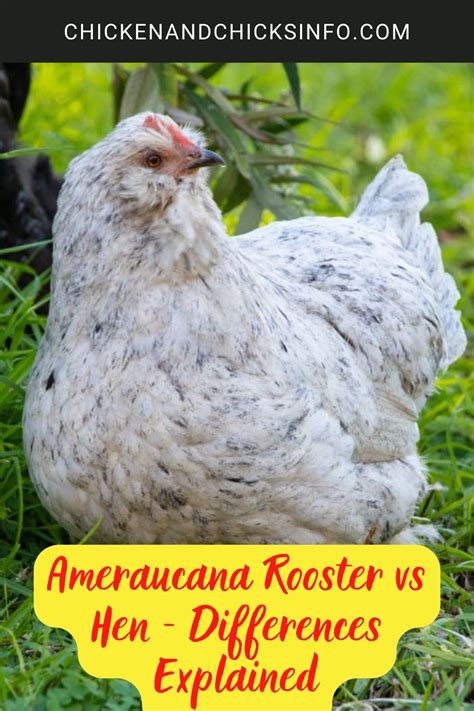 Ameraucana Rooster Vs Hen Differences Explained Chicken And Chicks Info