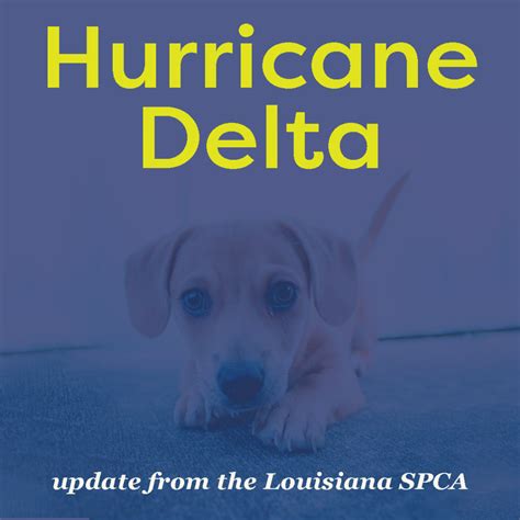 More and more pet pantries are popping up across the country to help. Local Animal Shelters Preparing for Hurricane Delta ...