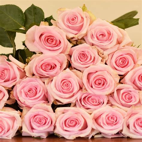 Wholesale Flowers Light Pink Jessica Roses Fabulous Florals