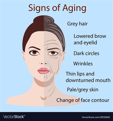 Signs Of Aging Face With Two Types Skin Royalty Free Vector