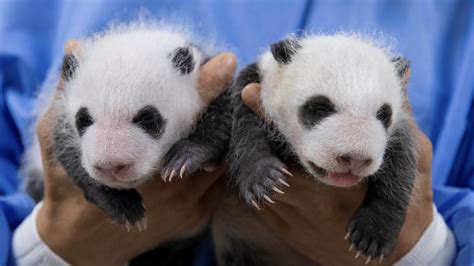 Photos Of One Month Panda Twins Released Cgtn