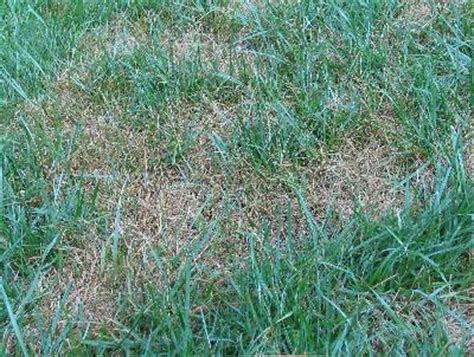 Will centipede grass take over bermuda grass? Fescue - Overwatered | Walter Reeves: The Georgia Gardener