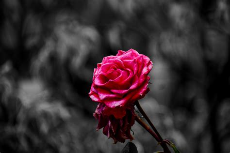 Wallpaper Rose Bud Petals Blur Pink Hd Widescreen High