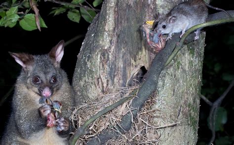 Possum And Rat Pose Together For Photo Rnewzealand