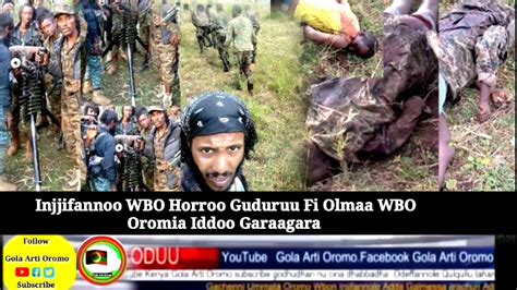Oduu Ammeeinjjifannoo Wbo Horroo Guduruu Wallagga Fi Olmaa Wbo Oromia