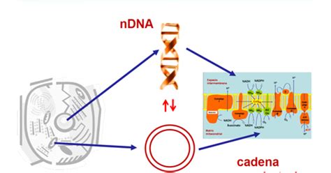 ¿cómo Se Codifican Las Proteínas De La Cadena Respiratoria Guía