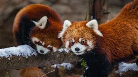 Baby Red Pandas On Exhibit At Chicagos Lincoln Park Zoo Abc7 Los Angeles