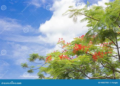 Royal Poinciana Tree With Blue Sky Background Stock Image Image Of