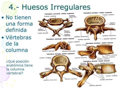 Huesos Irregulares Función Características Y Ejemplos ¡¡resumen