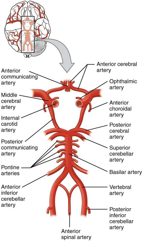 Of cellular biology & anatomy louisiana state university health sciences center shreveport, license: circle of willis - Google Search | 신경계, 아나토미, 간호