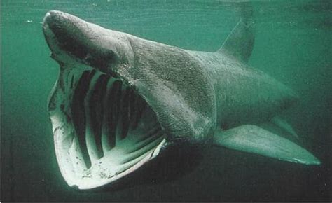 Daily Green Basking Shark Washes Up On Long Island Beach Surge In