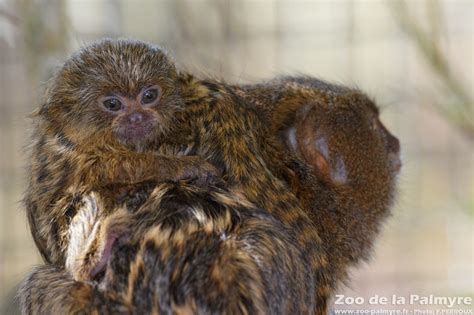 Zoo De La Palmyre Venez Découvrir Le Ouistiti Pygmée