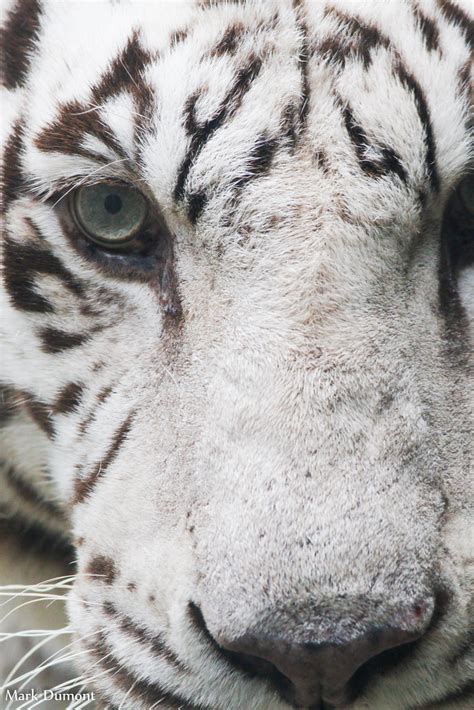 Tiger Eye Mark Dumont Flickr