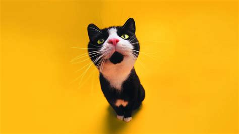 🔥 47 Cat Hd Wallpapers 1080p Wallpapersafari