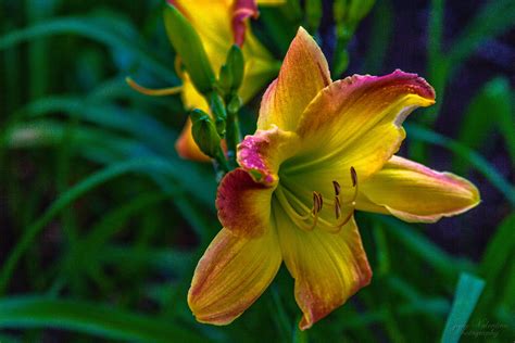 Most daylilies bloom during the day (diurnal), but some open in the evening (nocturnal). Day Lily | Day lilies, Clark gardens, Lily