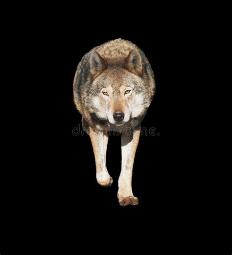 Wolf Standing Grey Full Size Cute Stock Photo Image Of Great Length