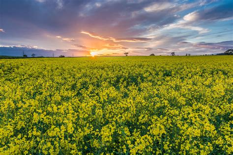 Yellow Rapeseed Field At Sunset Hd Wallpaper Wallpaper Flare