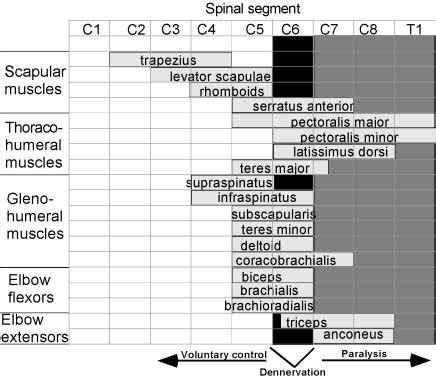 Motor innervation is from the accessory nerve. KIRSCH et al. Model-based neuroprostheses development