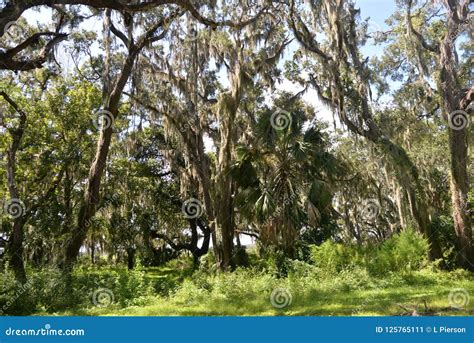 The Legacy Oak Trees Make A Dark Forest Environment In An Otherwise