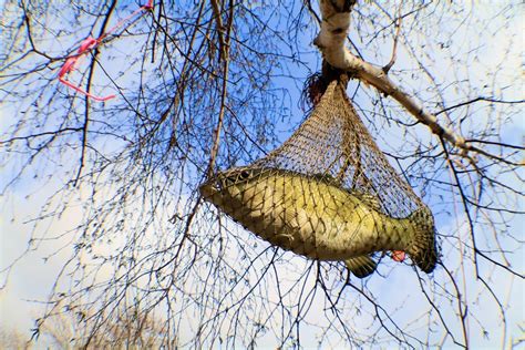We also do lighted water features. fish in a tree chapter 33-39 mason | English Quiz - Quizizz