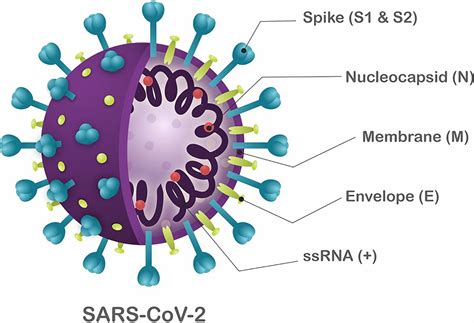 Frontiers Antivirals Against Coronaviruses Candidate Drugs For Sars