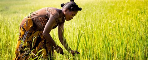 From Farm To Fork The Women Championing Agricultural Transformation In