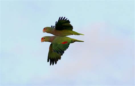 Foto Papagaio De Peito Roxo Amazona Vinacea Por Antonio Amorim Neto