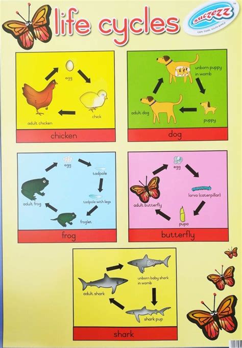 Animal Life Cycles Anchor Chart