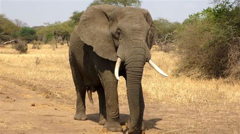 Muere Cuddles El último Elefante Africano En Cautividad De Australia