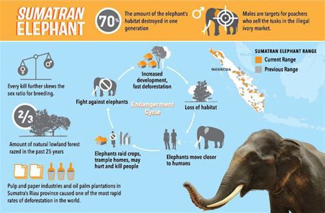 Saving The Sumatran Elephant From Extinction