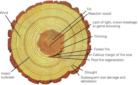 Tree-ring research: much more than just counting rings - WSL