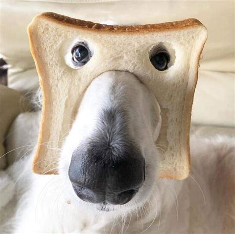 Lisa H Pure Bread Dog Marin Humane