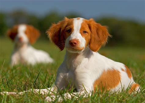 Brittany Dog Breed Information The Ultimate Guide Breed Advisor