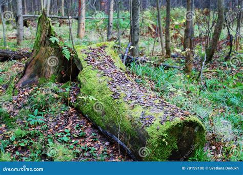 Old Fallen Tree Stump In Green Moss In Forest Stock Photo Image Of