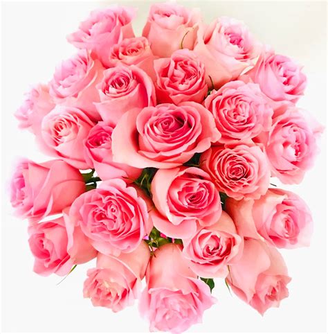 Send Dozen Pink Ecuadorian Roses Manila Flower Shop Ph