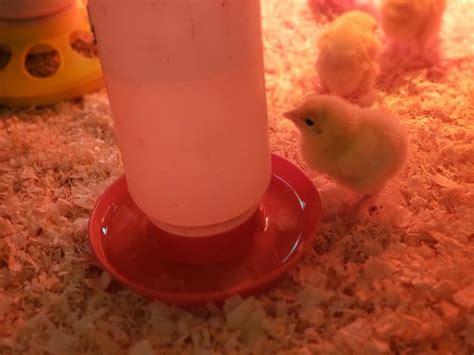 Magic Water For Baby Chicks Baby Chicks Baby Chickens Raising