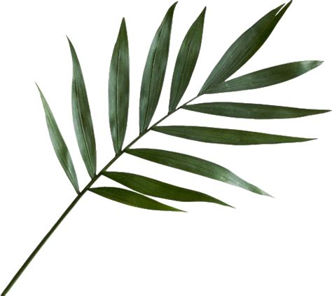 Green Leaf Png Image Png All Png All