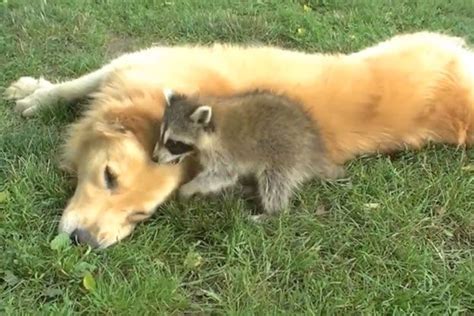 Try Not To Smile At This Raccoon And Dog Play Fighting Cottage Life