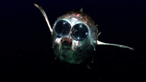 Timmyfan Whispers Weirdest Deep Sea Creatures