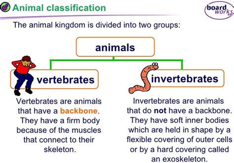 Lesson Plan Of Classification And Characteristics Of Animalsvertebrates