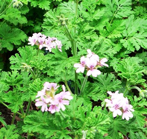 How To Grow Scented Geraniums