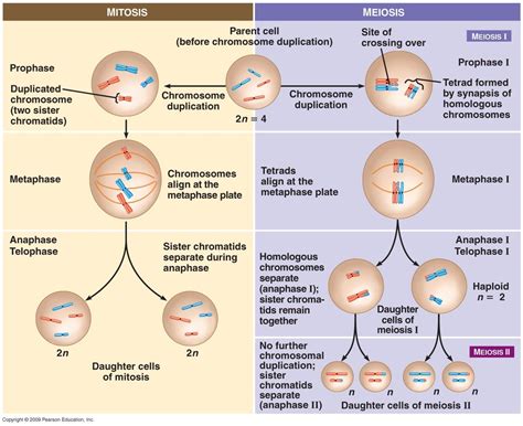 What is the difference between plant mitosis and animal mitosis. Lesson 5.4 ( Mitosis & Asexual Reproduction) - ECS-Living ...