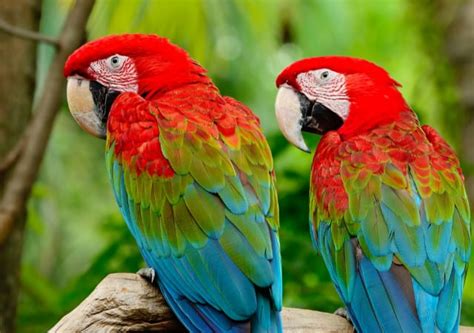 Why And How Do Parrots Talk Reasons Explained