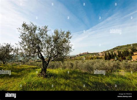 An Olive Tree In Italy In Sunlight Stock Photo Alamy