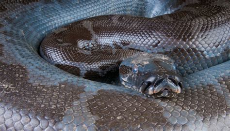 Sumatran Short Tail Python Black Blood Python
